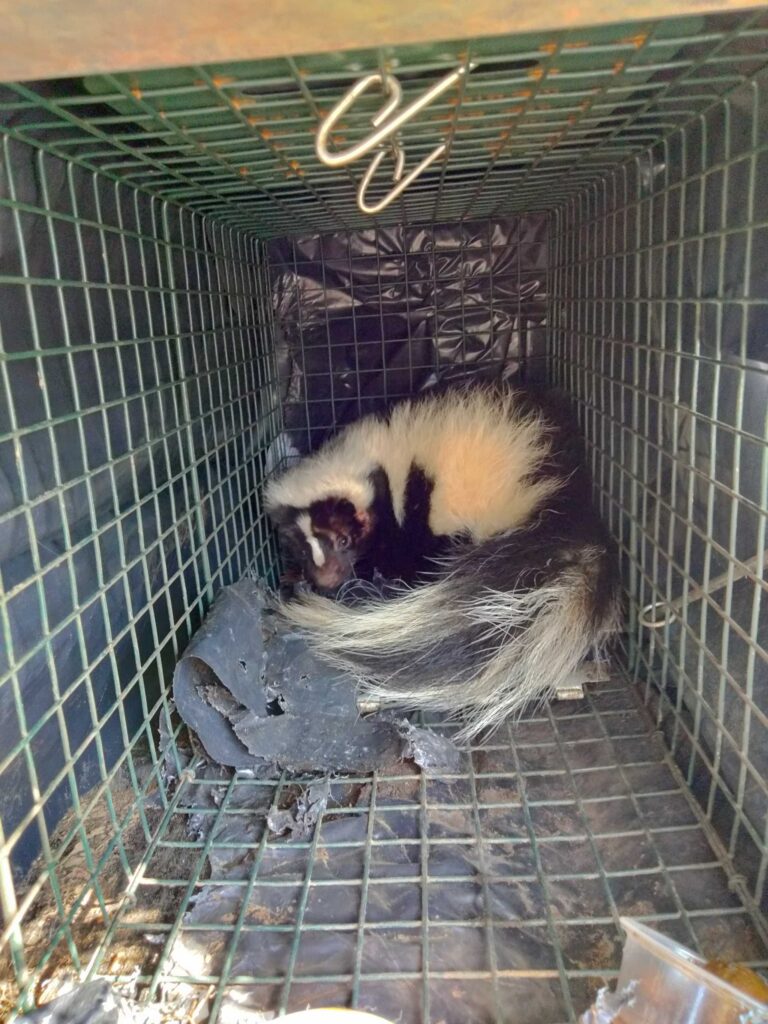 Pest busters LLC