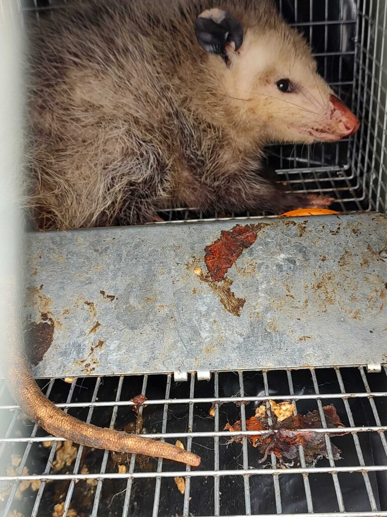 Pest busters LLC