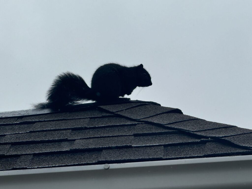 Pest busters LLC