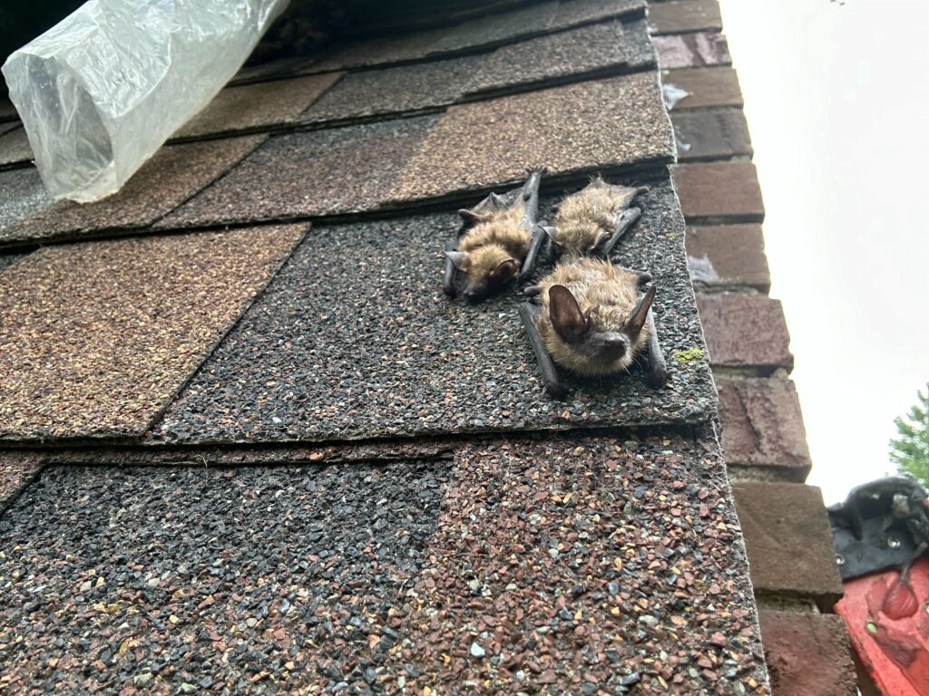 Pest busters LLC