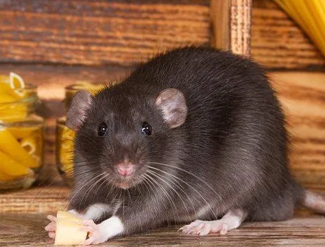 Pest busters LLC
